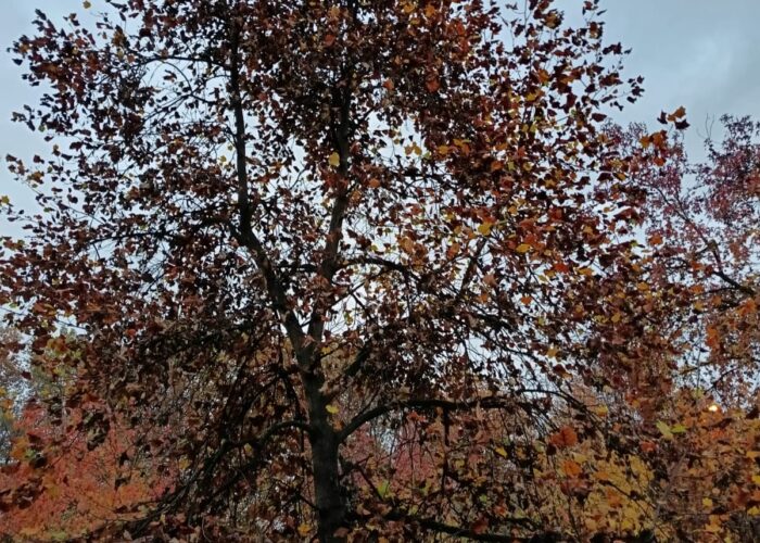 la natura in città: osservazione in centro