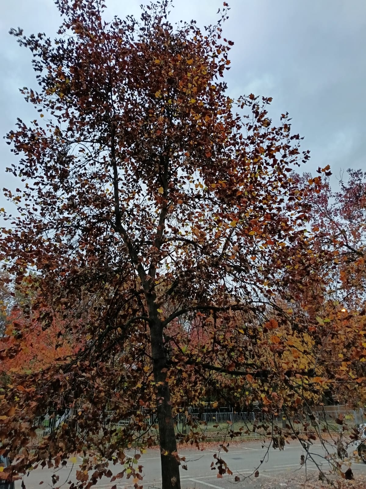 la natura in città: osservazione in centro