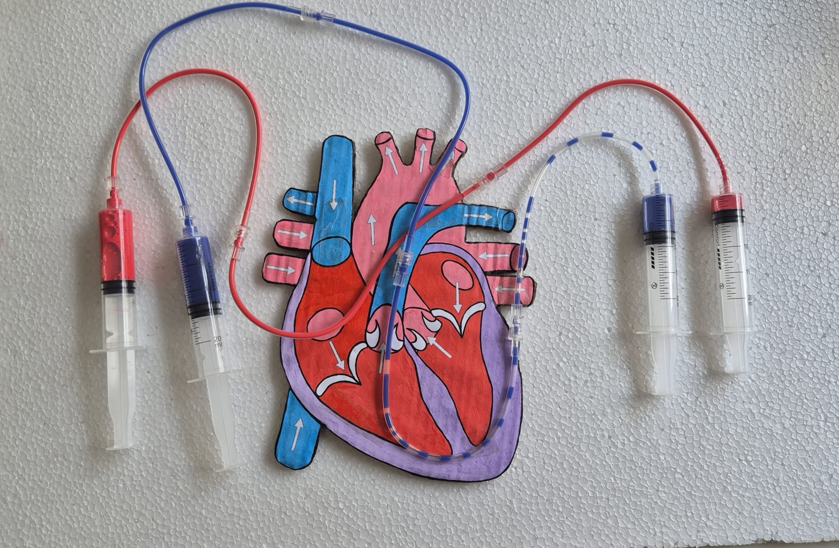 Un Cuore che Batte in Classe: incontro speciale con il Dottor Bisioli e la Dottoressa Fantoni